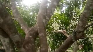 Pohon rambutan kita