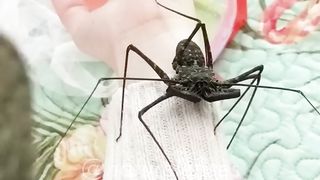 TAILLESS WHIP SCORPION|THE MOST BIZARRE CREATURE