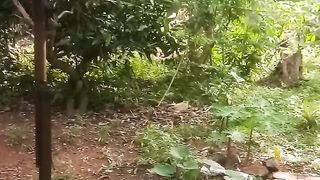 Buah sawo dan rambutan
