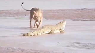 fierce confrontation between lions and crocodiles