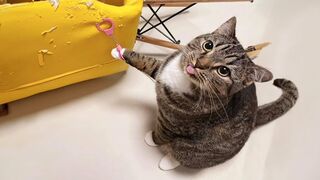 ???? LAUGH Non-Stop With These Funny Cats ???? - Funniest Cats Expression Video ???? - Funny Cats Life.