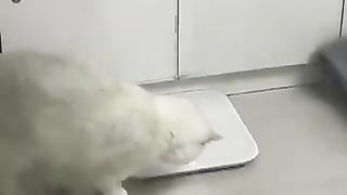 Cat surprised at its own weight