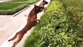 Dogs with enviable physical abilities