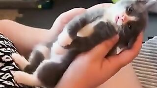 Cats that like to be massaged