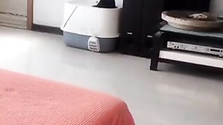 A cat that dances and goes to the bathroom