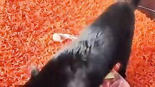 thieving cat
