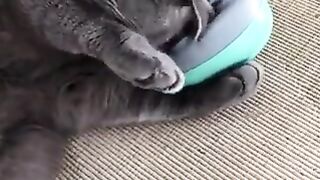 Cat relaxing on a massager