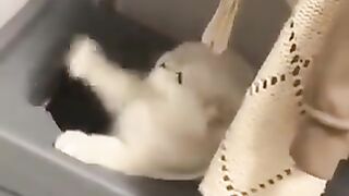 Cat fighting with lid