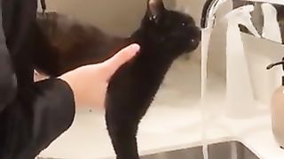 Cat drinking water from a faucet