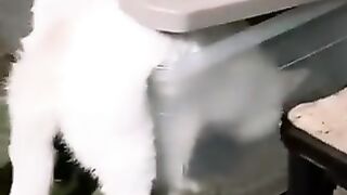 greedy cat