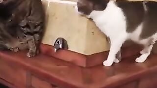 A cat that tries to surprise the other cat but gets caught and cheats by clawing.