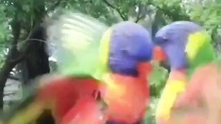 Parrots | Lovely Parrots