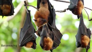 Bats hanging from the tree
