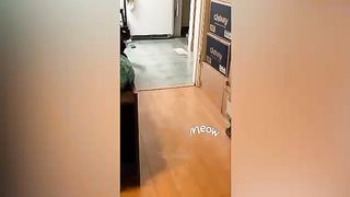 Cat videos funny video for kids cartoon 2
