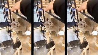 Very Funny Cats Videos Compilation