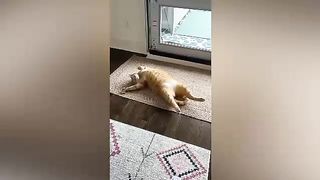 Cat and dog videos funny video for kids cartoon