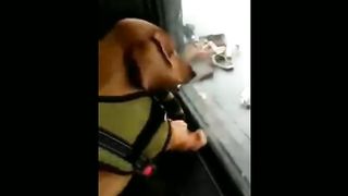 Prank monkey