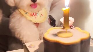 The puppy's first birthday