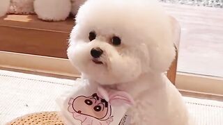 A group of cute puppies
