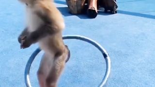 Dancing Monkey