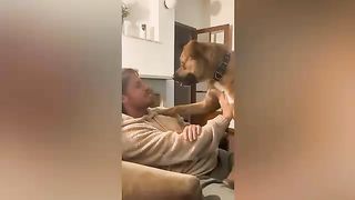Car and dog videos funny video for kids cartoon cat and dog