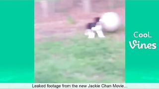 Try Not To Laugh Challenge - Funny Cat & Dog Vines compilation 2017 17