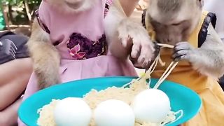 Monkeys are eating noddles