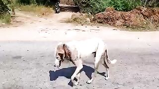Humanity with dog