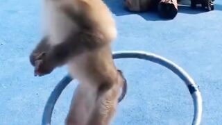 monkeys circus