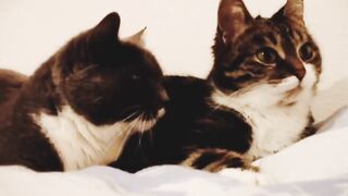 The tho talking cats