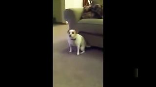 TOP Funny Cat and Dog Dancing and Singing in the World.
