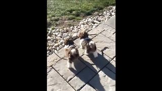 Cute baby animals Videos Compilation cute moment of the animals - Cutest Animals 4