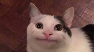 Cute expression of the cat