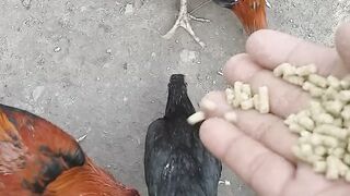 feed the chickens themselves