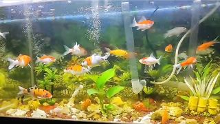Kumpulan ikan hias air tawar