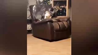 Car and dog videos funny video for kids cartoon cat and dog videos
