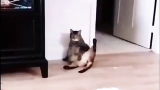 Cats funny moments #3