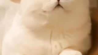 Cats funny moment#4