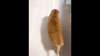 funny cat ramp walk