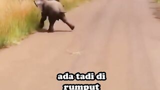 Demi kanimal