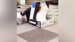 Cat videos 6