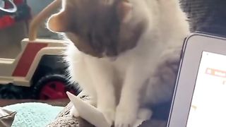 Cats funny moments#6