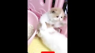 The Cutest Kittens