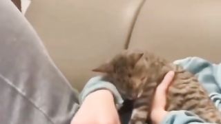 Cats funny moments#8