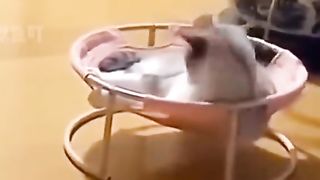 Cats funny moments#9