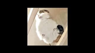 Funny cats caught in camera #shorts.