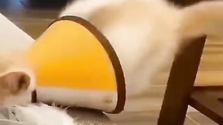 Cats funny moments#10