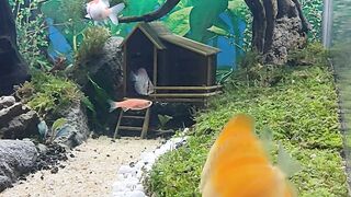 Ikan Discus Cantik