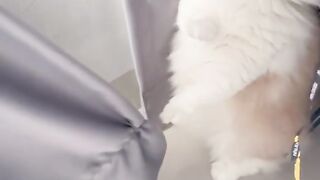 Kucing lucu 30