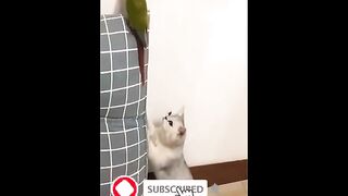 Funny Dog #shorts.